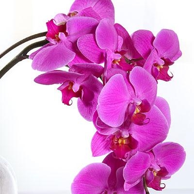 Pink Bottled Orchid